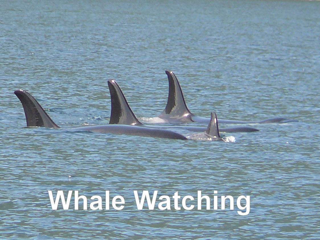 Whale Watching